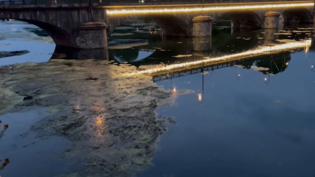 Torino, l’emergenza verde: il Po soffoca tra caldo e alghe