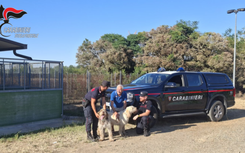 Incendio in un canile a Sezzadio: i Carabinieri Forestali mettono in salvo 20 cani