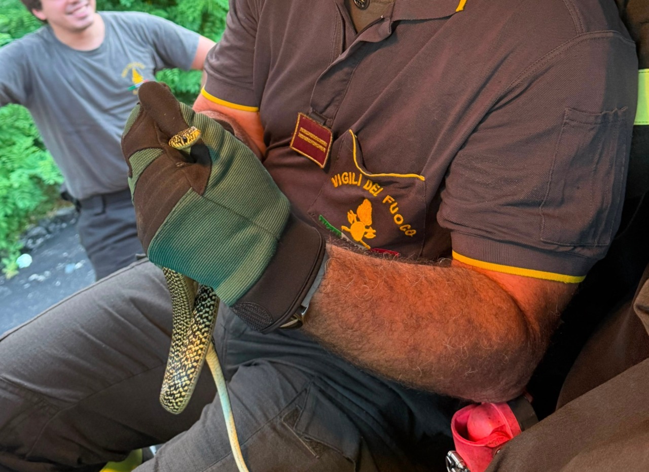 Anche un serpente a prendere il sole in spiaggia a Voltri