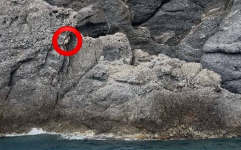 Salvata una capra rimasta bloccata su uno scoglio a Camogli
