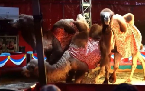 Choc in 19 circhi italiani: un’inchiesta sotto copertura svela abusi e illegalità