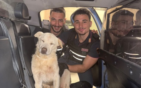 Wisky, cane pastore in difficoltà salvato dalla Polizia di Bardonecchia