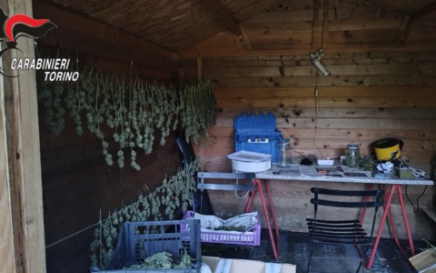 Controlli antidroga in tutta la provincia di Torino: sette arresti in 24 ore. Sequestrate 1.600 piante di marijuana e oltre 3 chili di cocaina