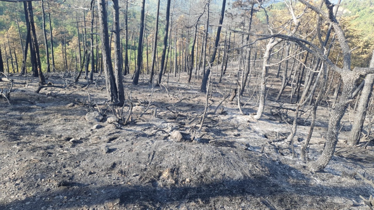 Mornese, dopo l’incendio si contano i danni alla pineta dei Pianoni