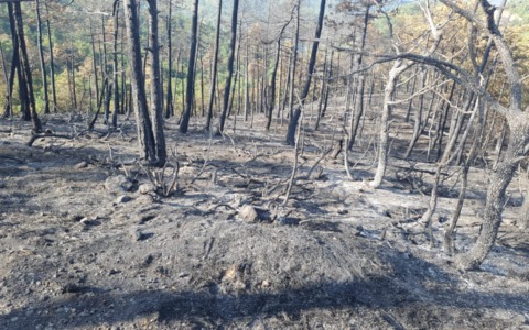 Mornese, dopo l’incendio si contano i danni alla pineta dei Pianoni